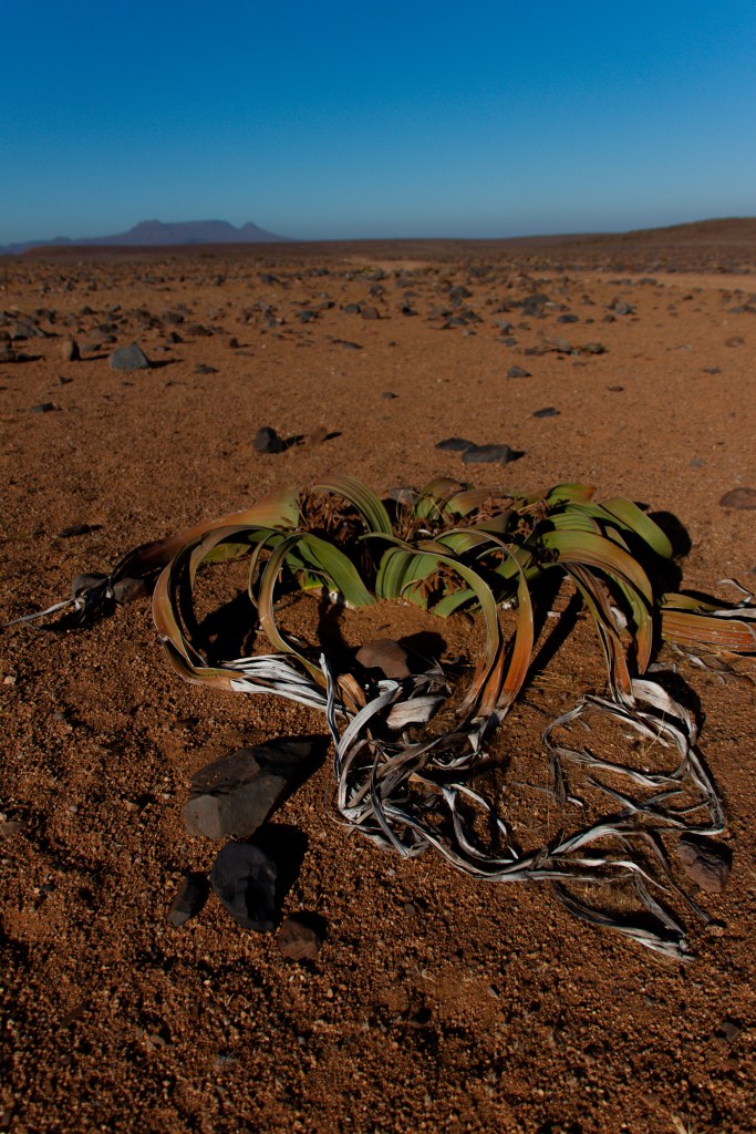 This image has an empty alt attribute; its file name is img_5272.jpg