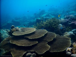 This image has an empty alt attribute; its file name is my_pi_-coral-1.jpg