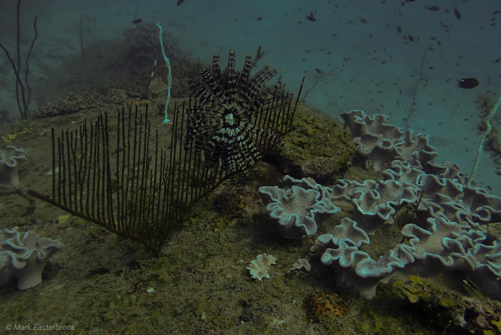 This image has an empty alt attribute; its file name is my_pi_coral-2.jpg