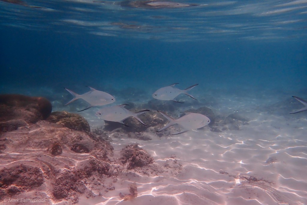 This image has an empty alt attribute; its file name is my_pi_fish-1.jpg