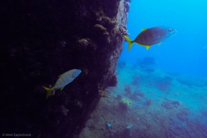 This image has an empty alt attribute; its file name is my_pi_fish-2.jpg