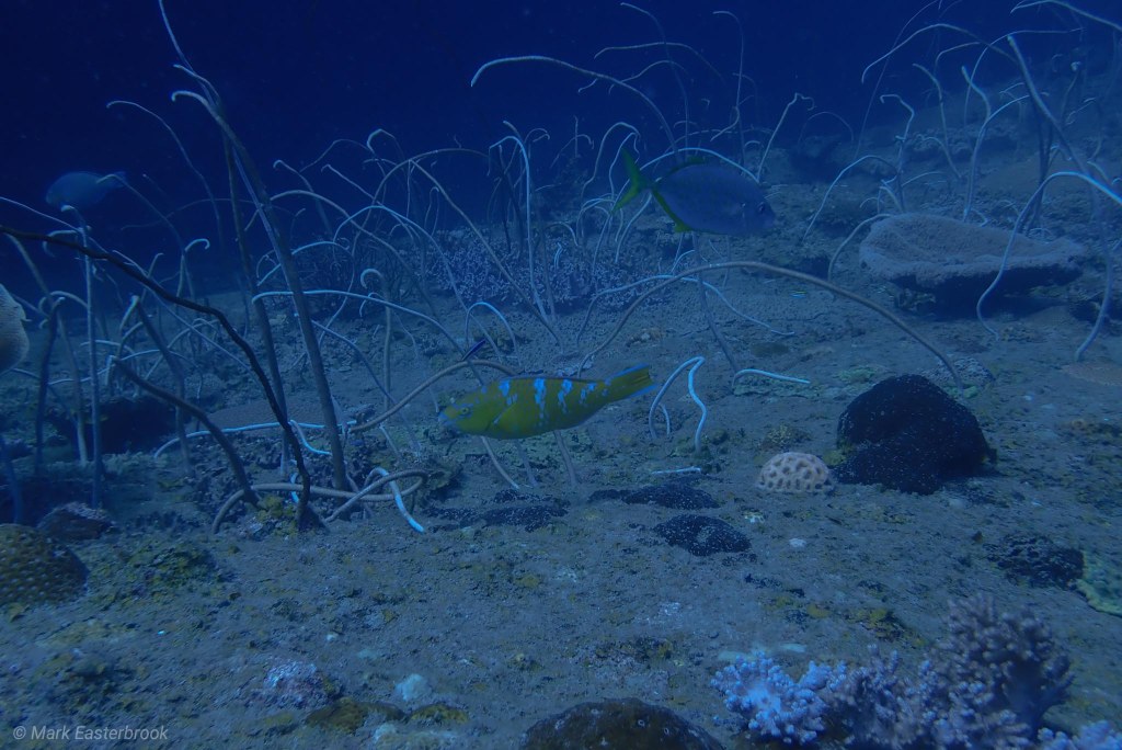 This image has an empty alt attribute; its file name is my_pi_fish-3.jpg